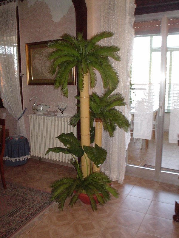 Cycas x 3 Gigante H 200 - Sconti per Fioristi e Aziende . - Su Canna Bamboo