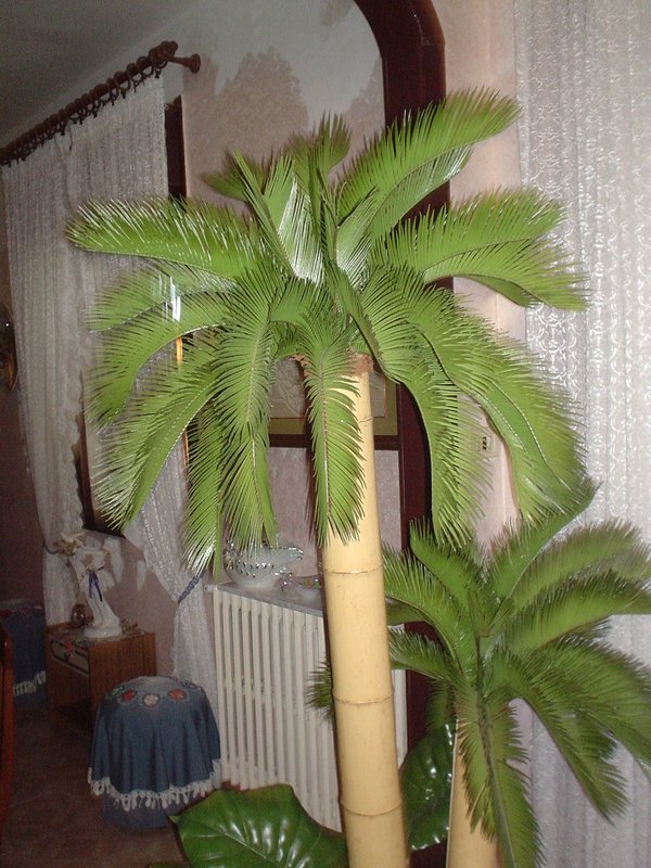Cycas x 3 Gigante H 200 - Sconti per Fioristi e Aziende . - Su Canna Bamboo