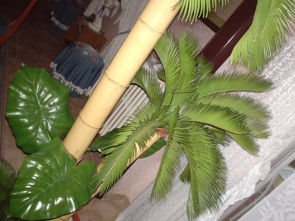 Cycas x 3 Gigante H 200 - Sconti per Fioristi e Aziende . - Su Canna Bamboo