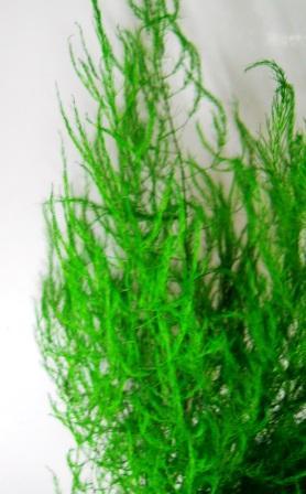 Asparagus Argenteuil gr.100 - Sconti per Fioristi e Aziende - Preservato Rami H 100
