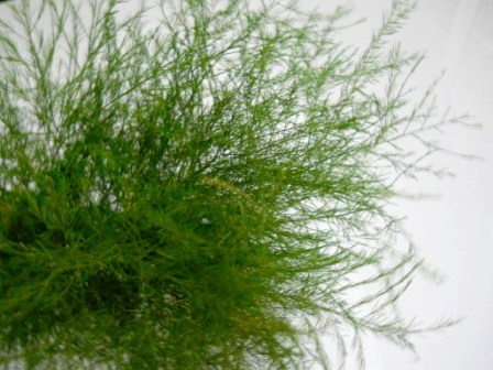 Asparago Vergatus x 10  - Sconti per Fioristi e Aziende - gr.100  Preservato Naturale