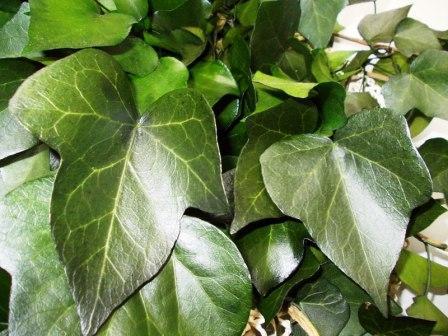 Edera Araba Preservata  - Sconti per Fioristi e Aziende Mazzo gr. 150