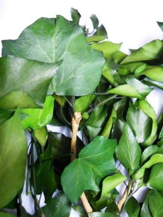 Edera Araba Preservata  - Sconti per Fioristi e Aziende Mazzo gr. 150