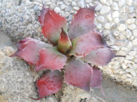 Pianta grassa Faucaria  cm. 13 - Sconti per Fioristi e Aziende