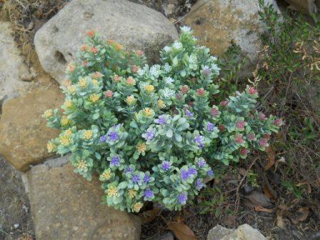 Polygala Myrtifolia x 7 alta cm.33 - Sconti per Fioristi e Aziende - Artificiale