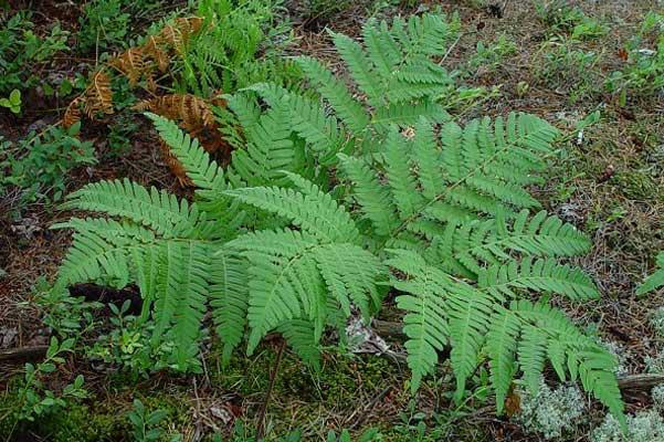 Felce di Bosco Preservata - Sconti per Fioristi e Aziende Mazzo da 10 foglie