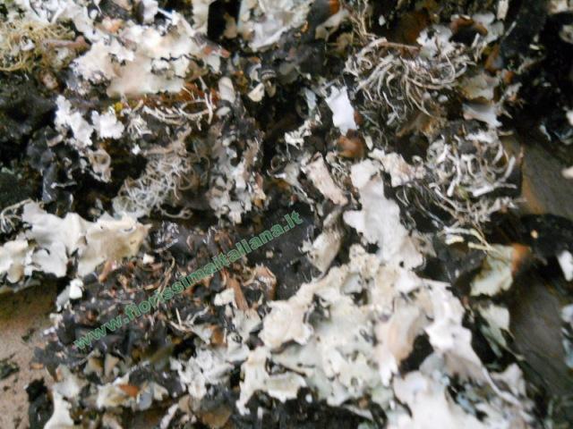 Muschio di Roccia gr. 250 ( Black Moss ) Naturale preservato - Sconti per Fioristi e Aziende