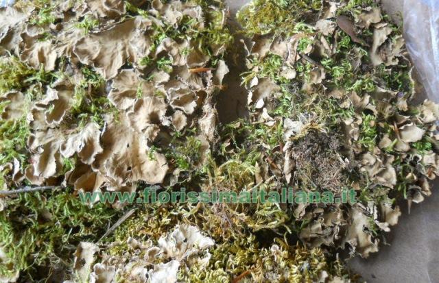 Muschio Querceto ( Oak Moss ) gr. 100