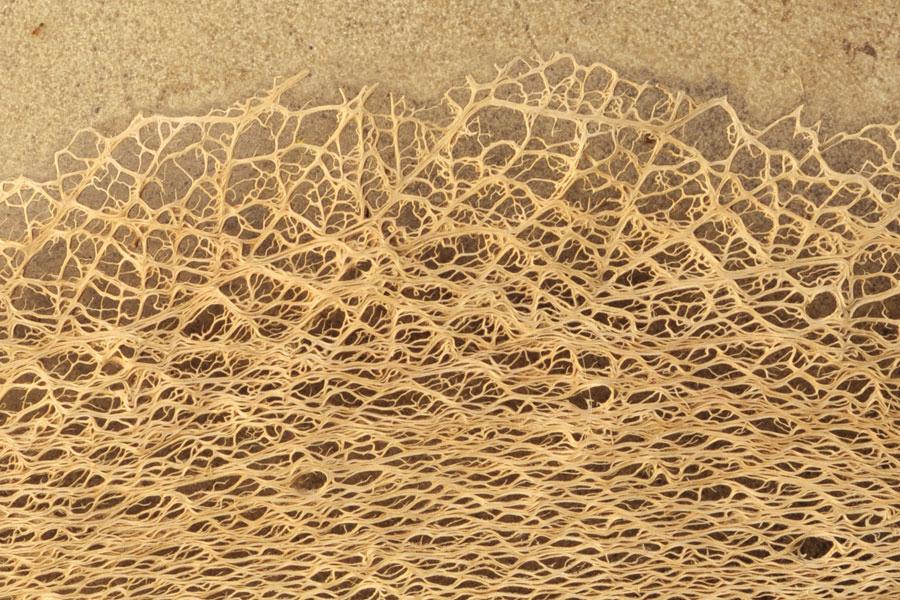 Fibra scheletrita di fico d'india naturale  250 gr. - Sconti per Fioristi e Aziende .