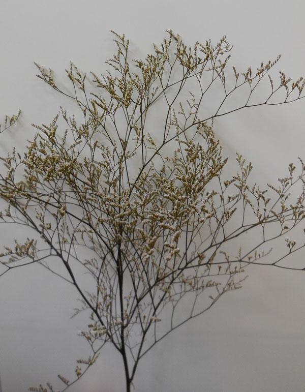 Limonium naturale preservato H 70 - Sconti per Fioristi e Aziende . - conf. gr. 100
