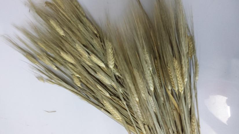 Orzo stabilizzato baffo verde gr. 200 H 70/80 - Sconti per Fioristi e Aziende a mazzo