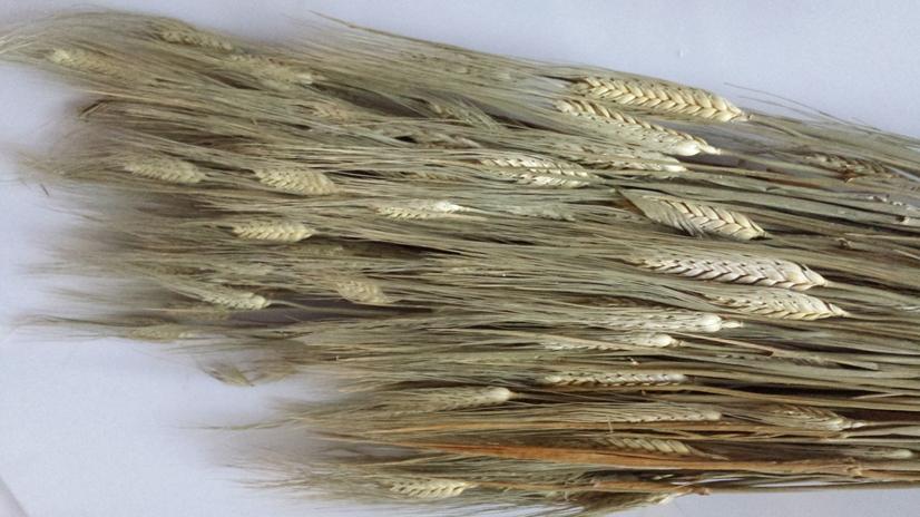 Orzo stabilizzato baffo verde gr. 200 H 70/80 - Sconti per Fioristi e Aziende a mazzo