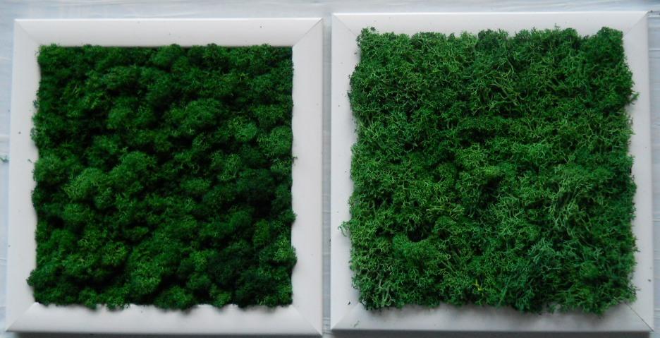 Quadro moss cm. 20 x 20 - Sconti per Fioristi e Aziende . - Head o Flat work