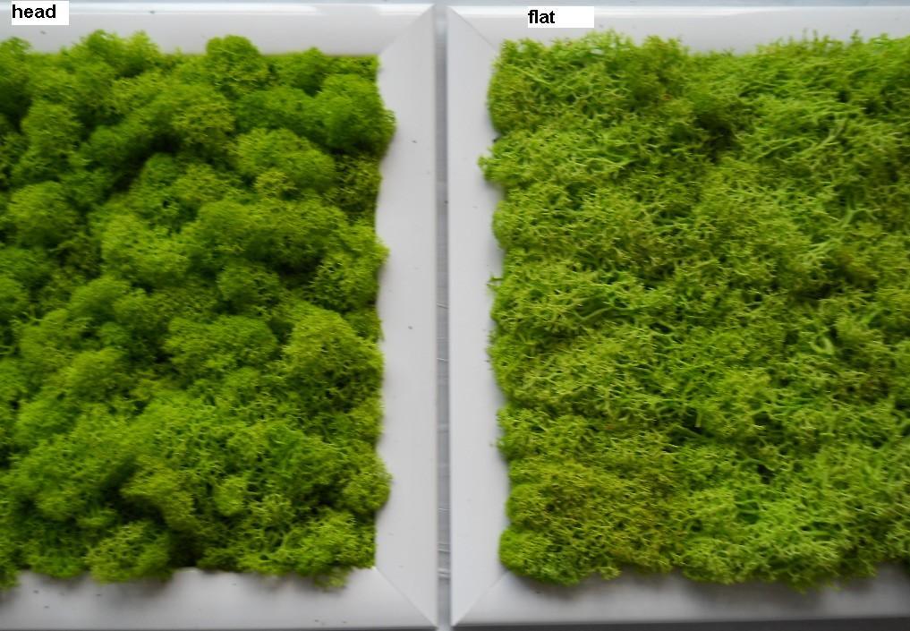 Quadro moss cm. 20 x 20 - Sconti per Fioristi e Aziende . - Head o Flat work