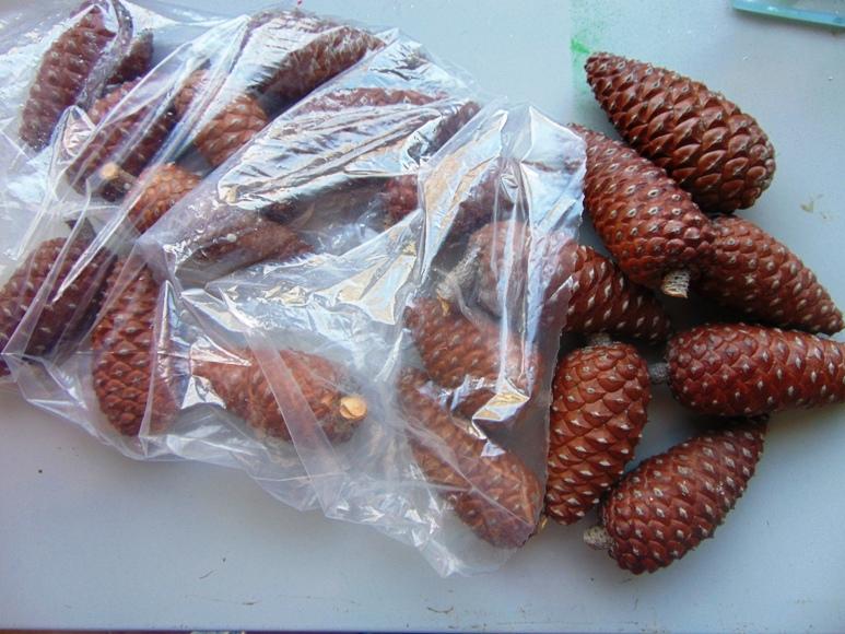 Pigne Chiuse Picea dm. 7/8  - Sconti per Fioristi e Aziende . - H 10/12 Conf. 1 Kg.