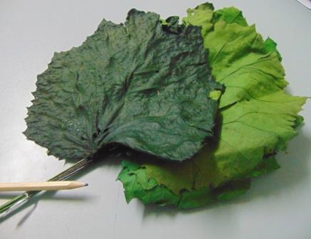 Foglie di Pioppo Preservate - Sconti per Fioristi e Aziende - Busta da 8 foglie