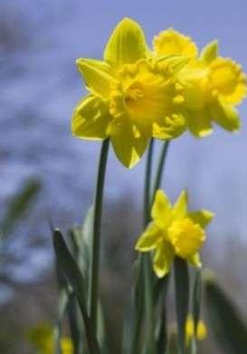 Narciso Lusso H 50  - Sconti per Fioristi e Aziende . - in gomma
