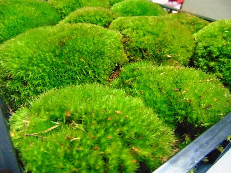 Muschio Ball Moss fresco - Sconti per Fioristi e Aziende - Leucobrium Glaucum