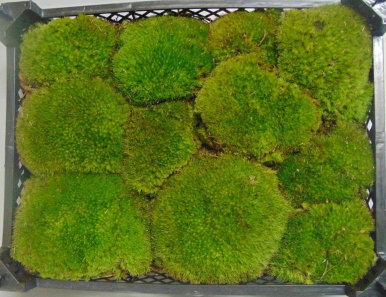 Muschio Ball Moss fresco - Sconti per Fioristi e Aziende - Leucobrium Glaucum