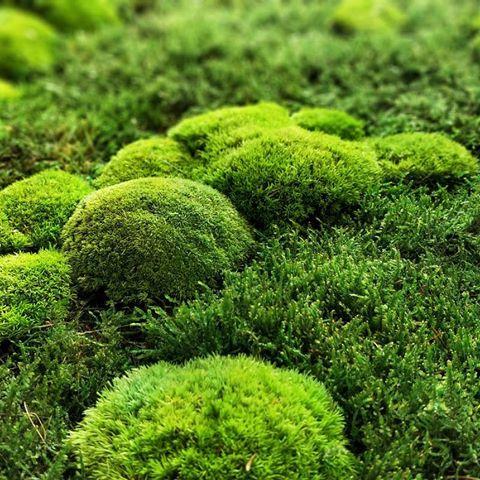 Muschio Ball Moss /Pole Moss Preservato - Sconti per Fioristi e Aziende - Leucobrium Glaucum