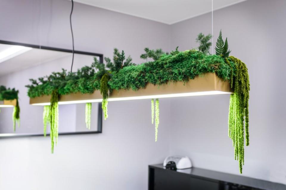 Amaranthus caudatum stabilizzato - Sconti per Fioristi e Aziende . - H 90/110