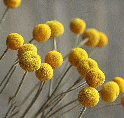 Craspedia Globosa Colorata- Bill Botton Stabilizzato - Sconti per Fioristi e Aziende