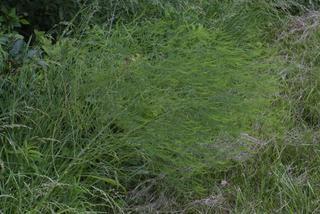 Asparagus Vergatus Naturale Disidratato conf. 25 steli - Sconti per Fioristi e Aziende