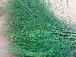 Asparagus Vergatus Naturale Disidratato conf. 25 steli - Sconti per Fioristi e Aziende