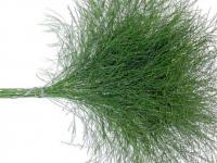 Asparagus Vergatus Naturale Disidratato conf. 25 steli - Sconti per Fioristi e Aziende