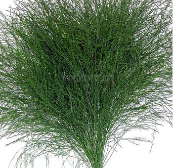 Asparagus Vergatus Naturale Disidratato conf. 25 steli - Sconti per Fioristi e Aziende