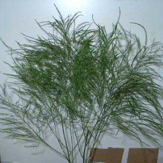 Asparagus Vergatus Naturale Disidratato conf. 25 steli - Sconti per Fioristi e Aziende