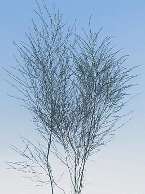 Asparagus Vergatus Naturale Disidratato conf. 25 steli - Sconti per Fioristi e Aziende