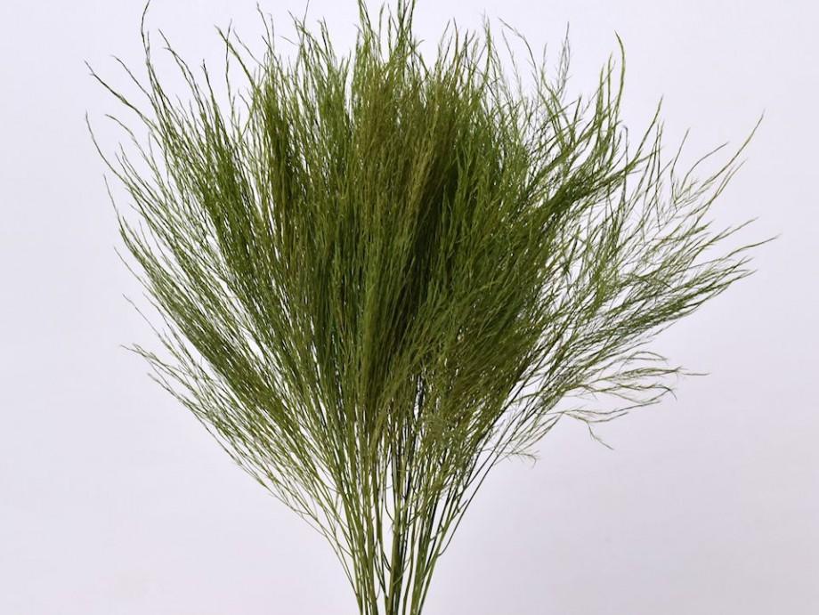 Asparagus Vergatus Naturale Disidratato conf. 25 steli - Sconti per Fioristi e Aziende