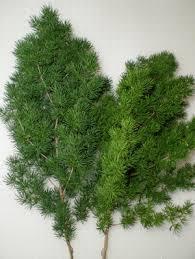 Asparagus  Myrocladius  - Sconti per Fioristi e Aziende - Preservato da gr. 170