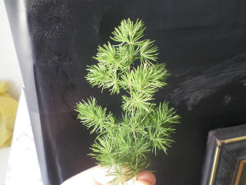 Asparagus  Myrocladius  - Sconti per Fioristi e Aziende - Preservato da gr. 170