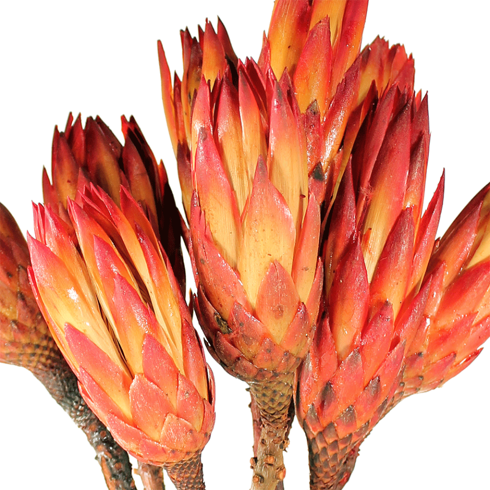 Protea compacta cm. 30 stabilizzata - Sconti per Fioristi e Aziende