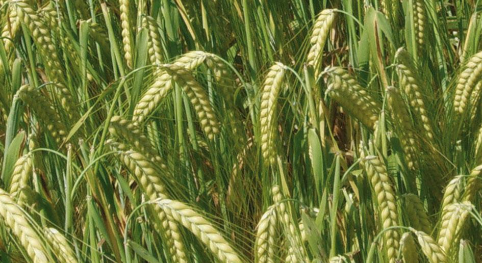 Orzo stabilizzato baffo verde gr. 200 H 70/80 - Sconti per Fioristi e Aziende a mazzo