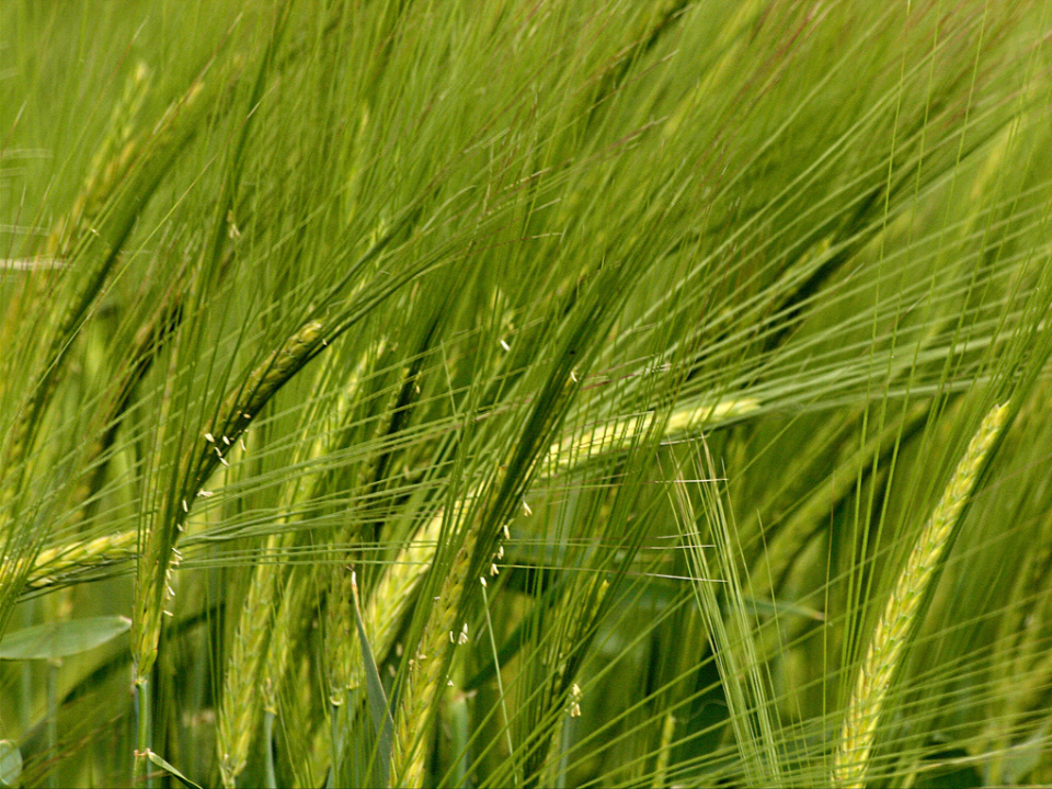 Orzo stabilizzato baffo verde gr. 200 H 70/80 - Sconti per Fioristi e Aziende a mazzo