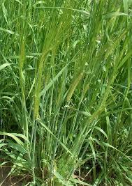 Orzo stabilizzato baffo verde gr. 200 H 70/80 - Sconti per Fioristi e Aziende a mazzo