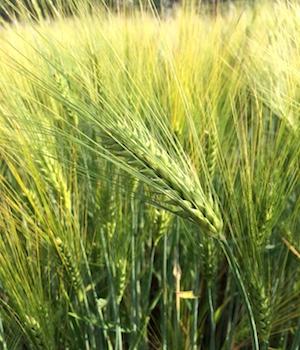 Orzo stabilizzato baffo verde gr. 200 H 70/80 - Sconti per Fioristi e Aziende a mazzo