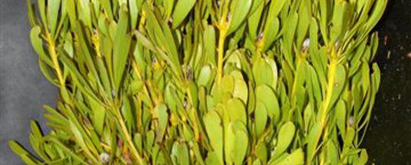 Salignum preservato Verde - Sconti per Fioristi e Aziende - Mazzo da gr.250