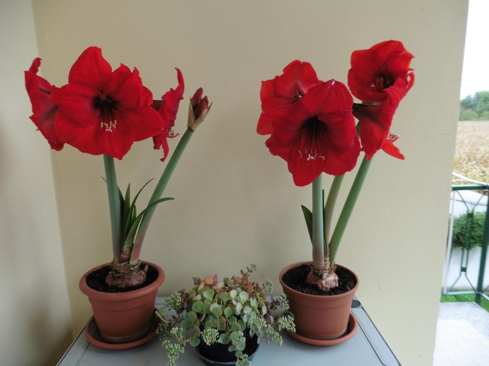 Amarillis Arredo H 65 Artificiale in poliestere - Sconti per Fioristi e Aziende .