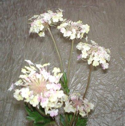 Queen Anne's Lace x 3  H 84 - Sconti per Fioristi e Aziende - In poliester