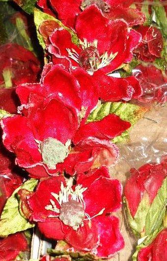 Magnolia Velluto Rosso  - Sconti per Fioristi e Aziende . - dm.15 e 25