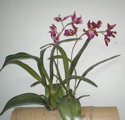 Orchidea Oncidium H 45 - Sconti per Fioristi e Aziende - Artificiale con 5 fiori