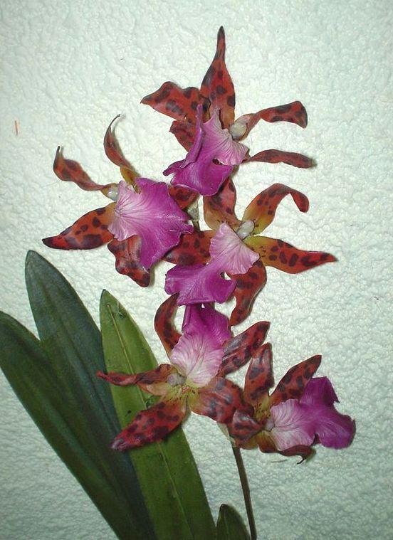 Orchidea Oncidium H 45 - Sconti per Fioristi e Aziende - Artificiale con 5 fiori