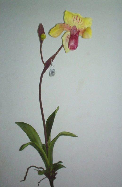 Pianta Orchidea Lady Slipper Flormatic - Sconti per Fioristi e Aziende