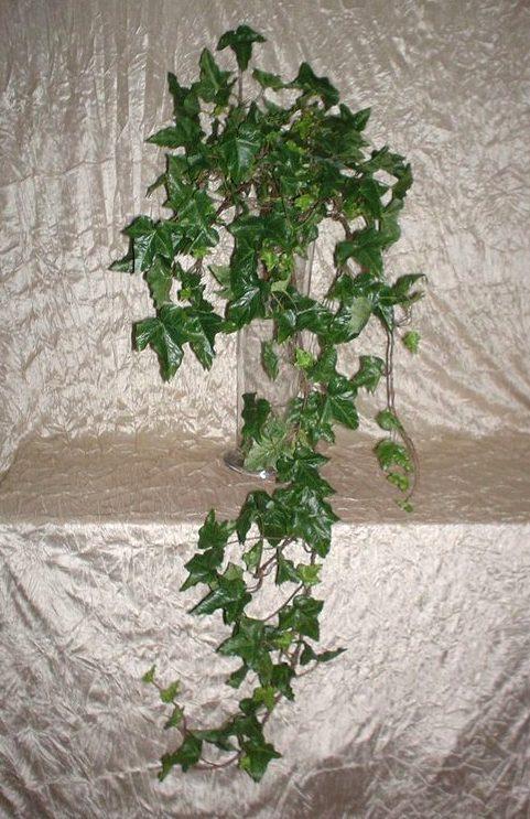 Edera Verde Cadente H 100  - Sconti per Fioristi e Aziende - Con 200 foglie