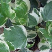Edera Cadente Variegata  - Sconti per Fioristi e Aziende . - H 130 con 180 foglie