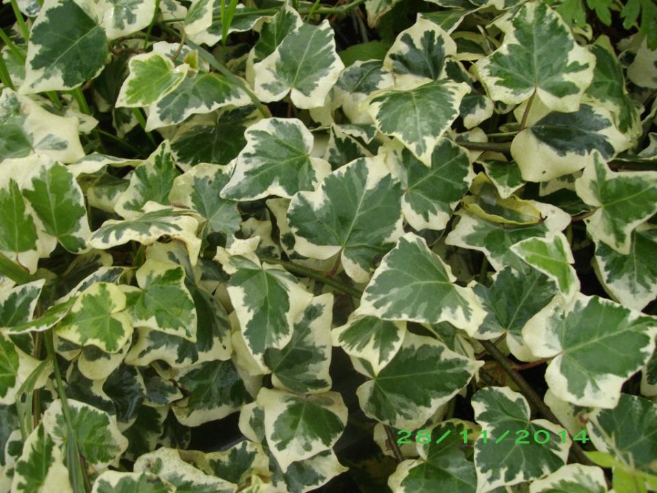 Edera Cadente Variegata  - Sconti per Fioristi e Aziende . - H 130 con 180 foglie